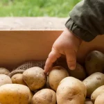najlepsze-odmiany-ziemniakow-ktore-rodza-obficie-i-dobrze-sie-przechowuja.webp.webp